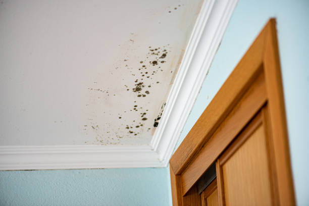 Crawl Space Mold Removal in Kershaw, SC