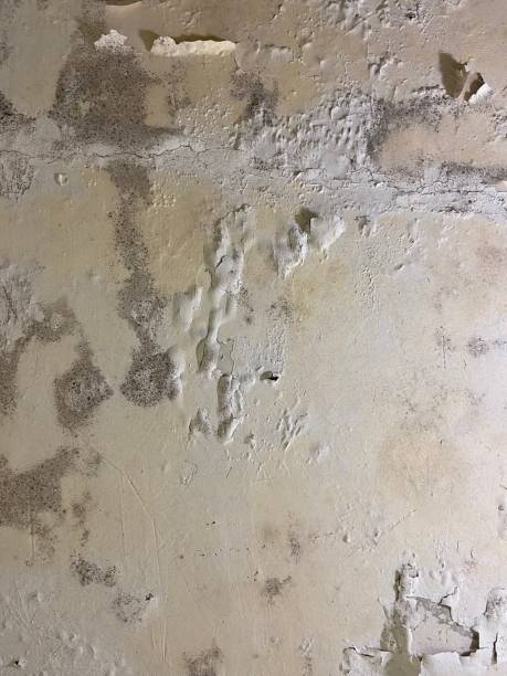  Kershaw, SC Mold Removal Pros